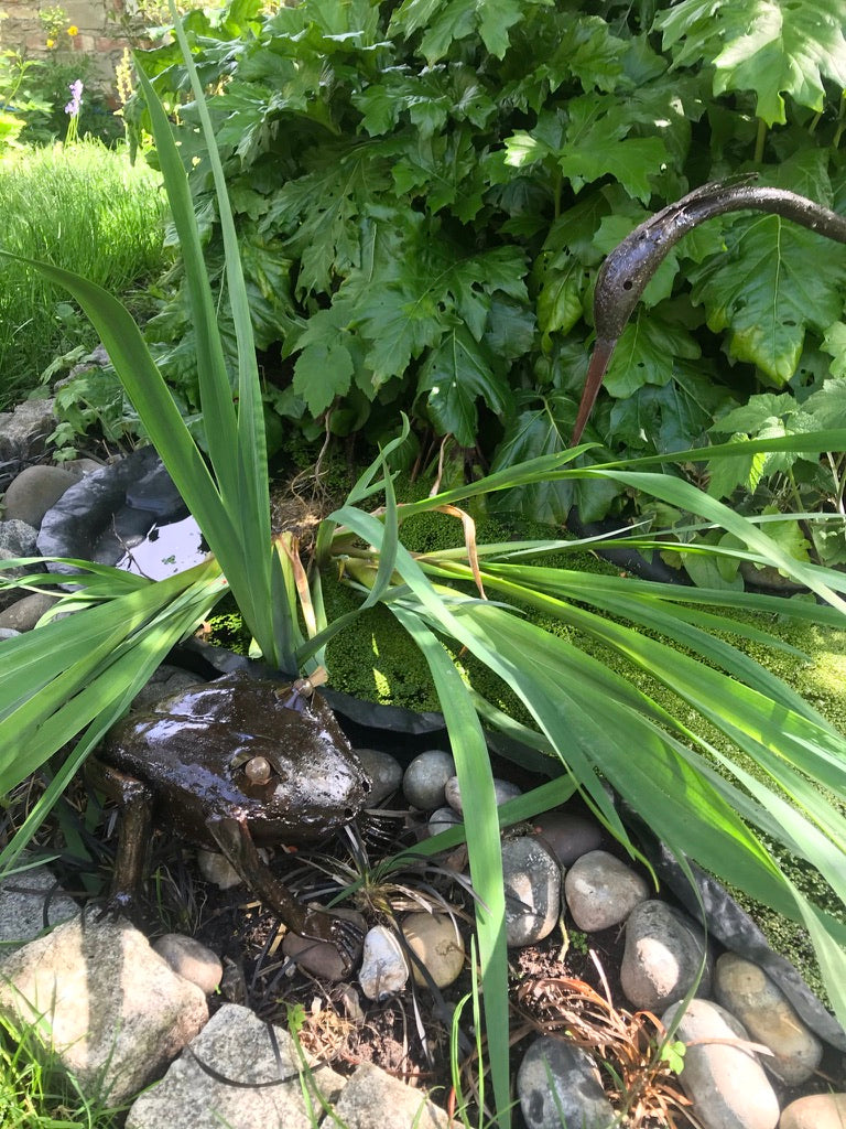 Frog