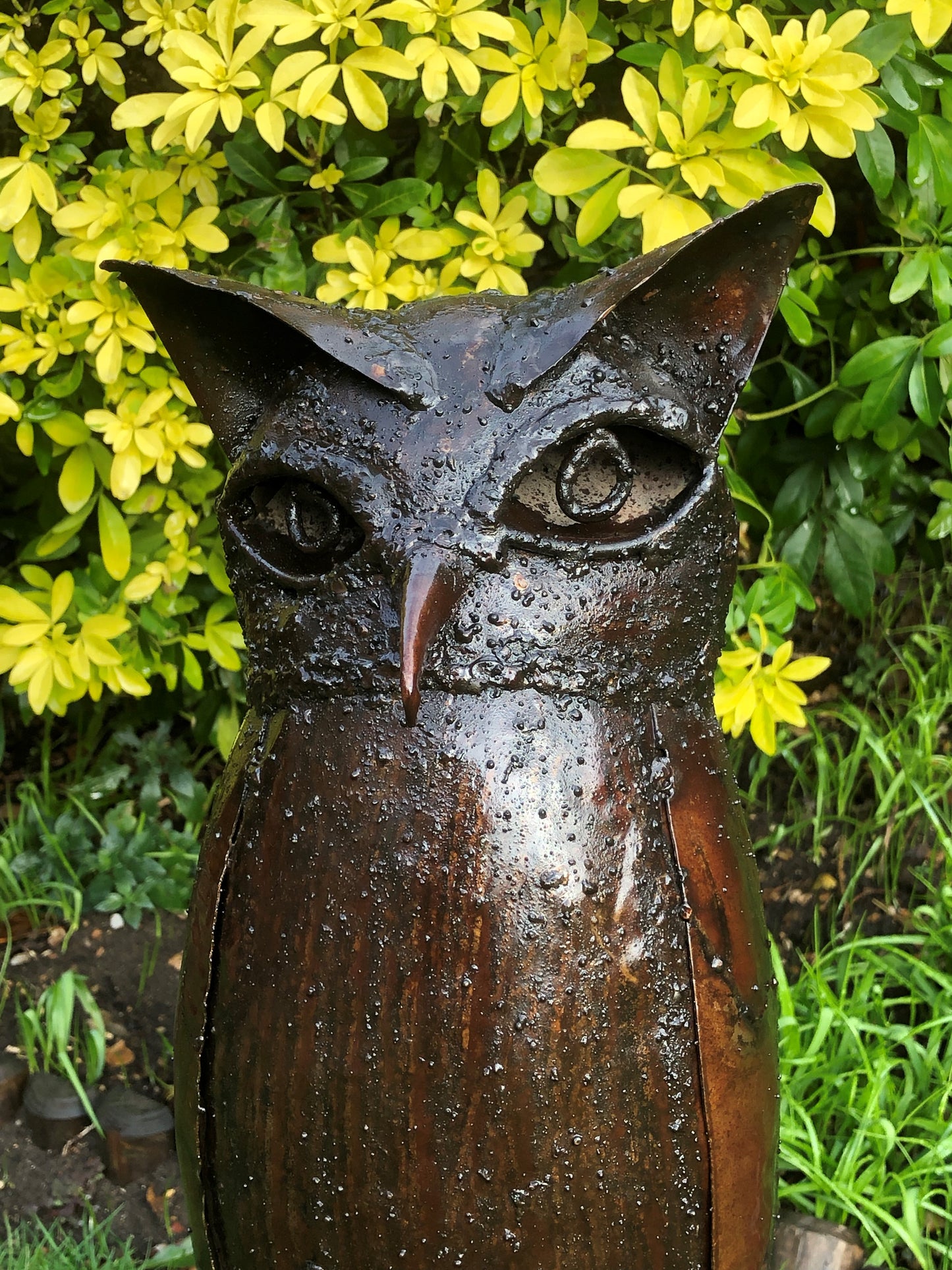Owl