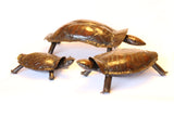 Tortoises family