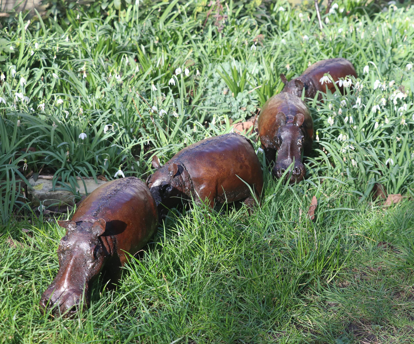 Hippos