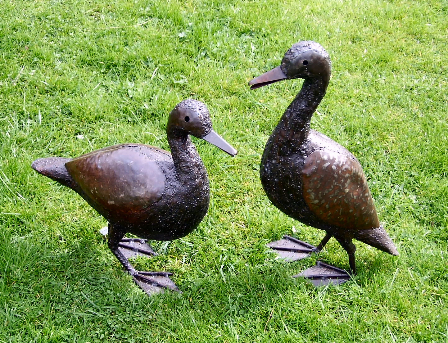 Duck Pair