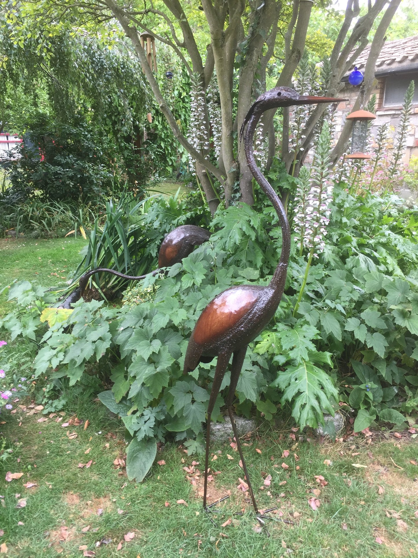 Black Headed Heron