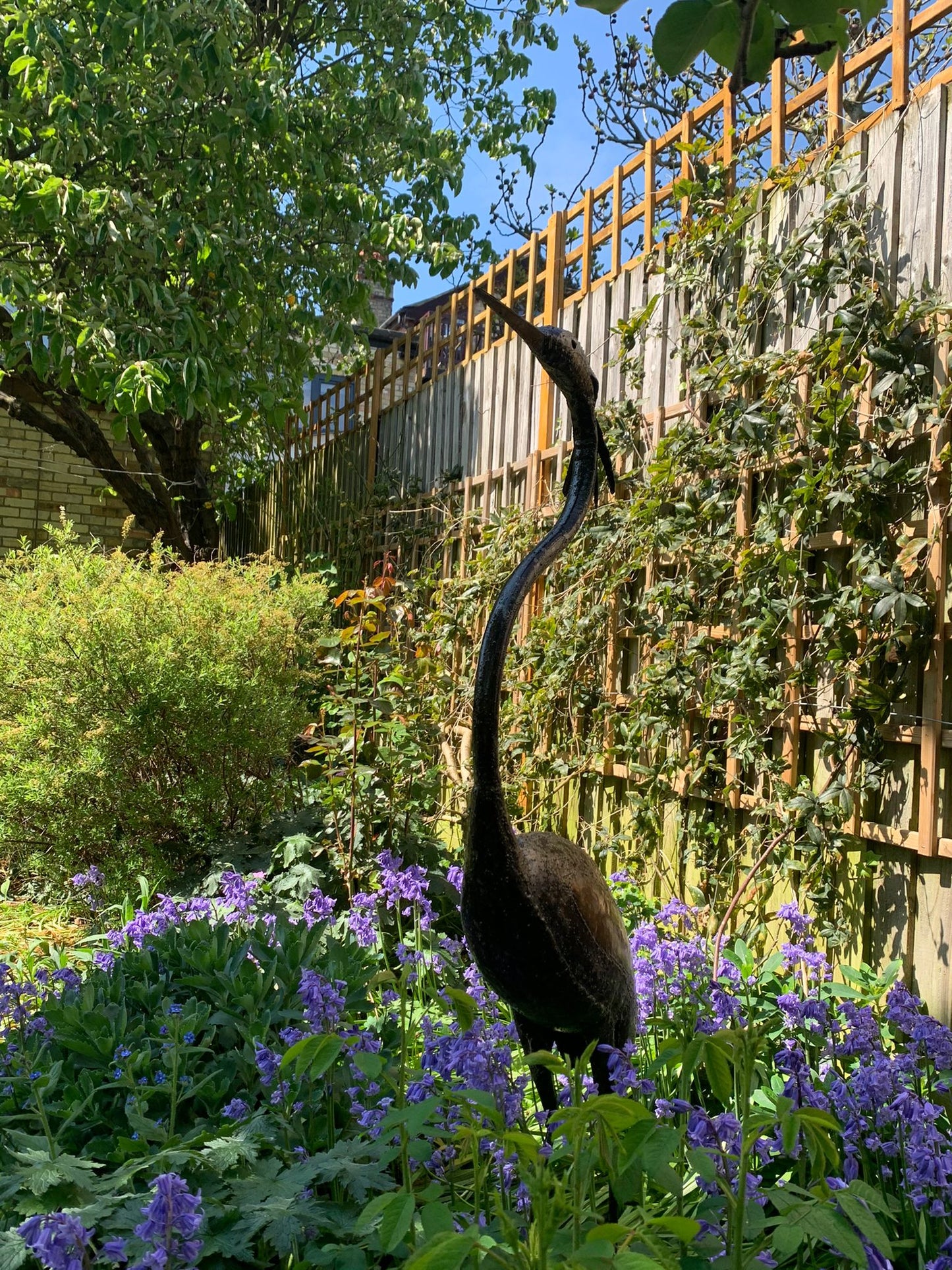 Black Headed Heron