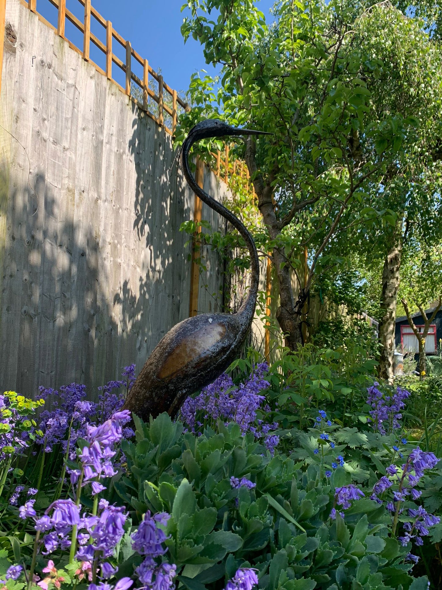 Black Headed Heron