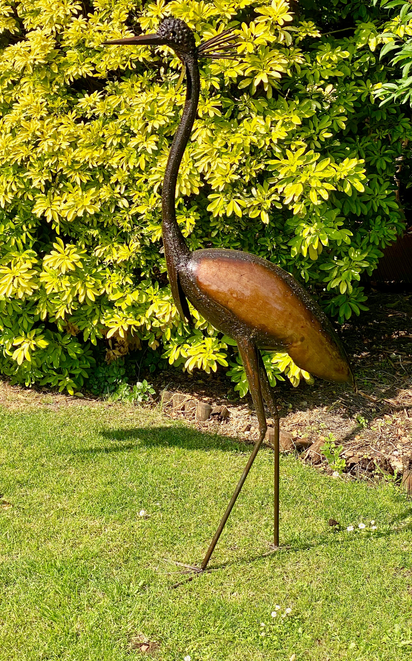 Crowned Crane