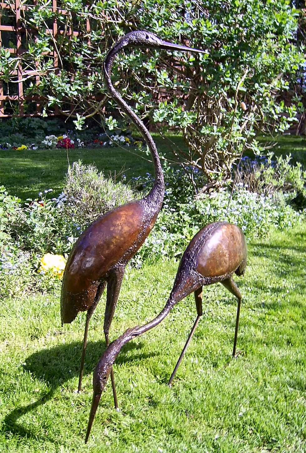 Black Headed Heron Pair