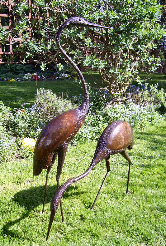 Black Headed Heron Pair