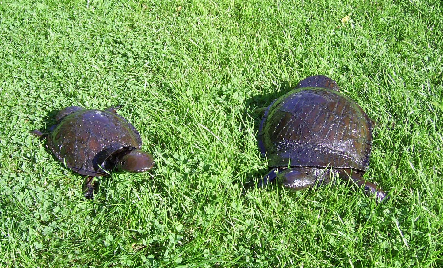 Tortoises family